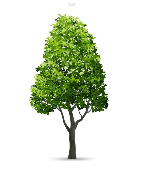 Arbre Isolé Sur Fond Blanc Avec Ombre Douce Utilisez Pour — Image vectorielle