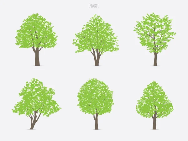 Ensemble Arbres Verts Isolés Sur Fond Blanc Pour Conception Paysage — Image vectorielle