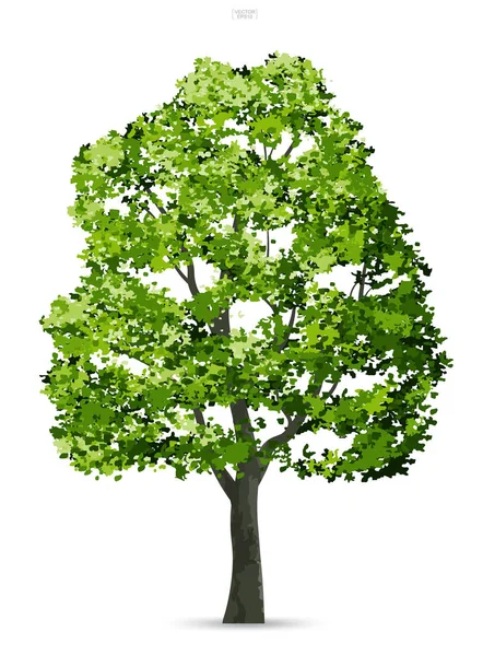 Árbol Aislado Sobre Fondo Blanco Con Sombra Suave Uso Para — Vector de stock