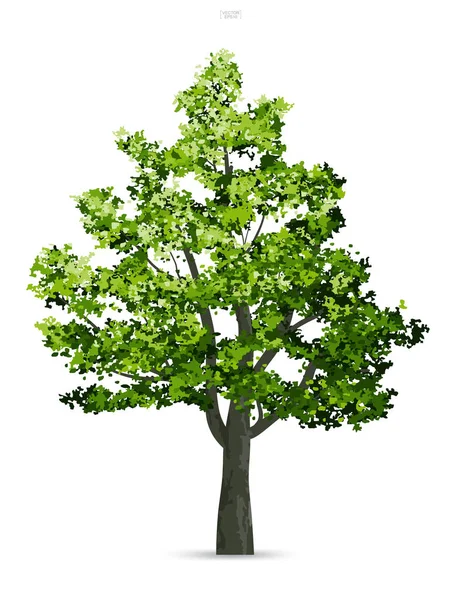 Ağaç Izole Yumuşak Gölge Beyaz Zemin Üzerine Kullanım Için Peyzaj — Stok Vektör