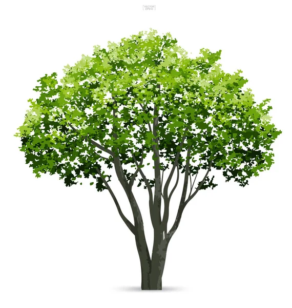 Árbol Aislado Sobre Fondo Blanco Con Sombra Suave Uso Para — Vector de stock