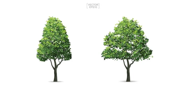 Kolekcja Drzewa Białym Tle Naturalny Obiekt Krajobraz Projektowania Dekoracji Architektonicznej — Wektor stockowy