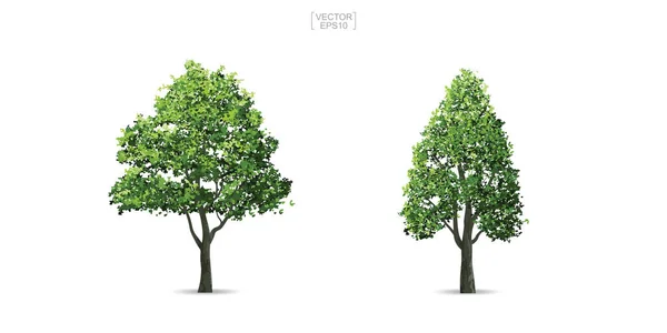 Kolekcja Drzewa Białym Tle Naturalny Obiekt Krajobraz Projektowania Dekoracji Architektonicznej — Wektor stockowy