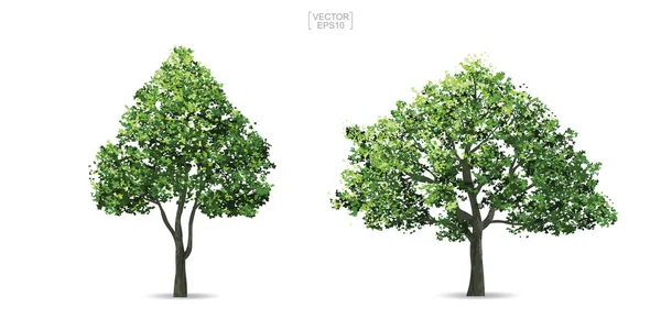 Coleção Árvore Isolada Sobre Fundo Branco Objeto Natural Para Design — Vetor de Stock