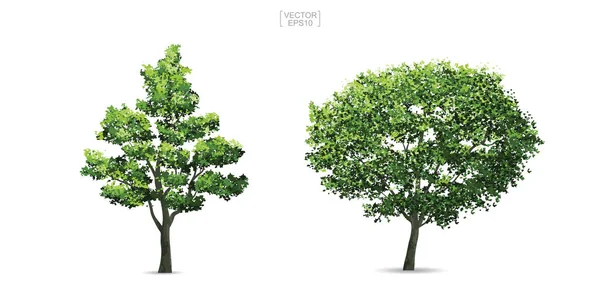 Коллекция Дерева Белом Фоне Природный Объект Ландшафтного Дизайна Архитектурного Оформления — стоковый вектор