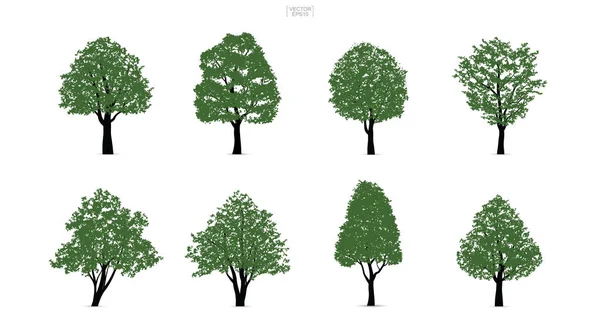 Zestaw Zielony Drzewo Białym Tle Białym Tle Krajobrazu Architektury Kompozycje — Wektor stockowy