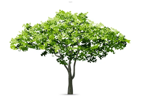 Árbol Aislado Sobre Fondo Blanco Con Sombra Suave Uso Para — Vector de stock