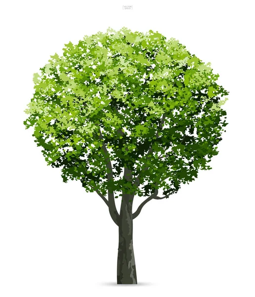 Pohon Terisolasi Pada Latar Belakang Putih Dengan Bayangan Lembut Gunakan - Stok Vektor