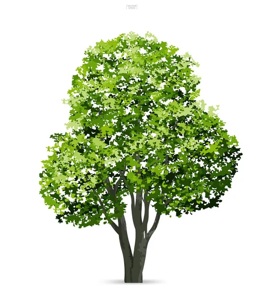 Árbol Aislado Sobre Fondo Blanco Con Sombra Suave Uso Para — Vector de stock