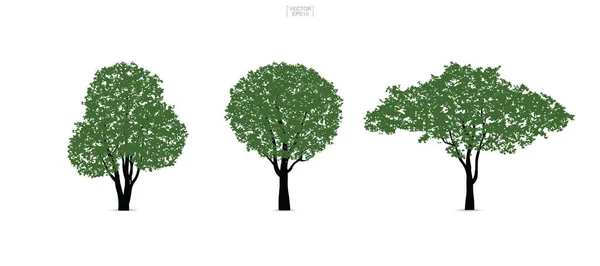 Conjunto Árvore Verde Isolado Fundo Branco Para Projeto Paisagem Composições — Vetor de Stock