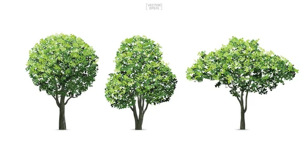 Коллекция Дерева Белом Фоне Природный Объект Ландшафтного Дизайна Архитектурного Оформления — стоковый вектор