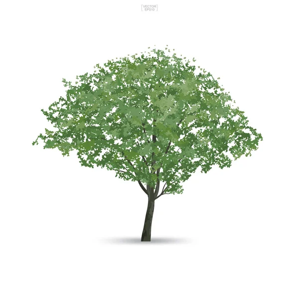 Δέντρο Που Απομονώνονται Λευκό Φόντο Απαλή Σκιά Χρήση Για Σχέδιο — Διανυσματικό Αρχείο