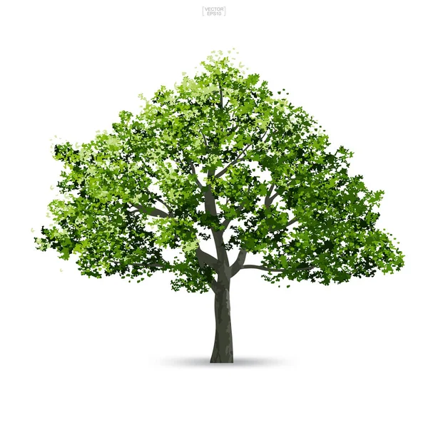 Tree Isolated White Background Soft Shadow Use Landscape Design Architectural Royalty Free Stock Vectors