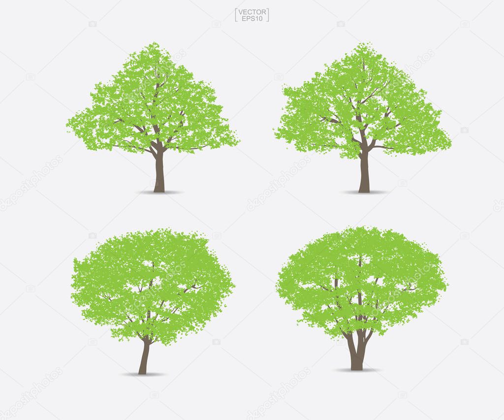 Set of green tree isolated on white background for landscape design and architectural compositions with backgrounds. Vector illustration.
