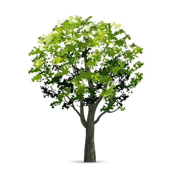 Árbol Aislado Sobre Fondo Blanco Con Sombra Suave Objeto Natural — Vector de stock