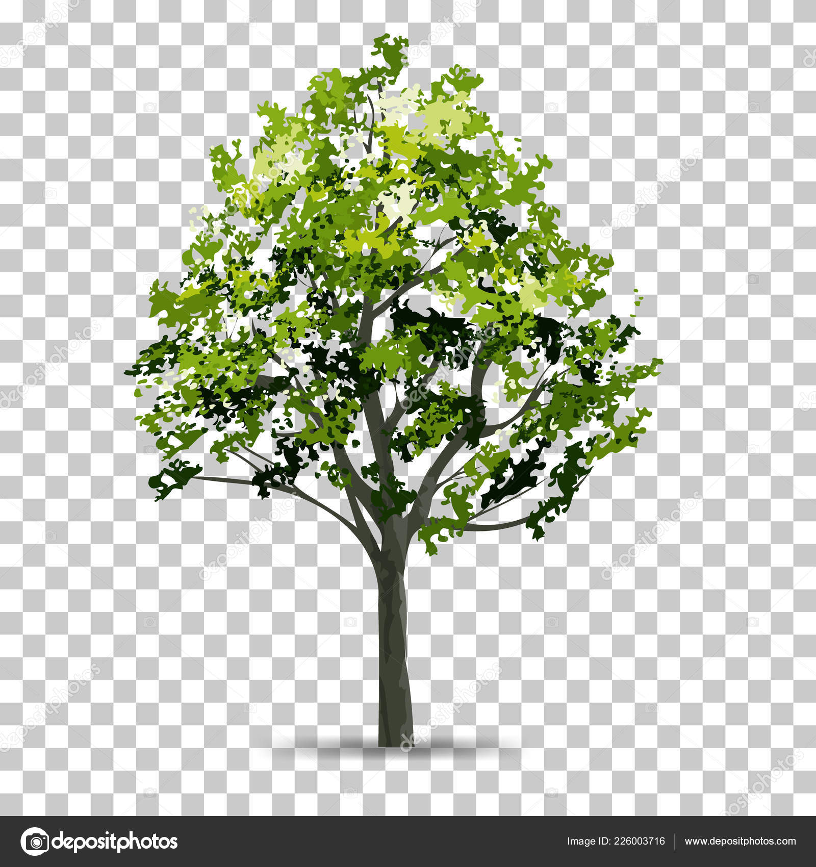 Tree Isolated Transparent Background Soft Shadow Use Landscape