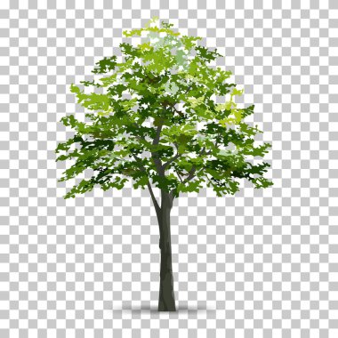 Şeffaf arka plan ile yumuşak gölge izole ağaç. Peyzaj tasarımı için kullanın. Park ve doğal madde hem baskı ve Web için açık nesne fikir. Vektör çizim.