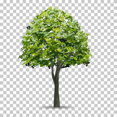 Şeffaf arka plan ile yumuşak gölge izole ağaç. Peyzaj tasarımı için kullanın. Park ve doğal madde hem baskı ve Web için açık nesne fikir. Vektör çizim.