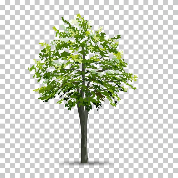 Pohon Terisolasi Pada Latar Belakang Transparan Dengan Bayangan Lembut Gunakan - Stok Vektor