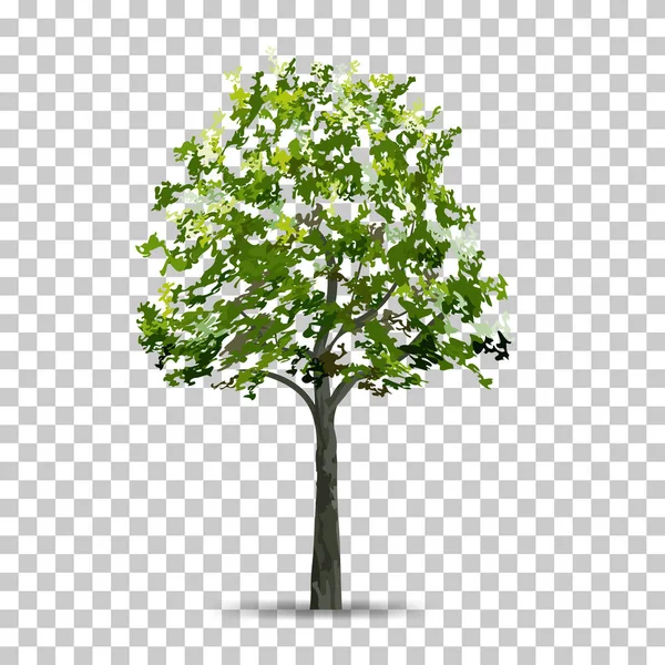 Tree Isolated Transparent Background Soft Shadow Use Landscape Design Park — Stock Vector