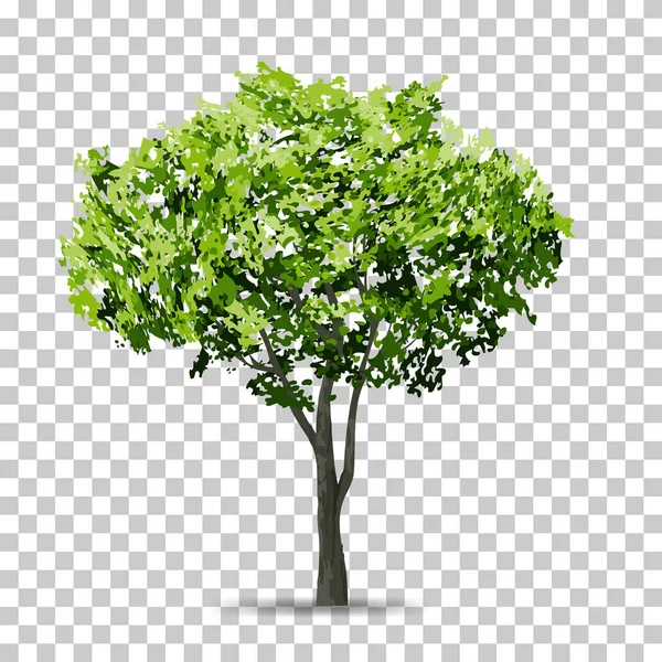 Tree Isolated Transparent Background Soft Shadow Use Landscape Design Park — Stock Vector