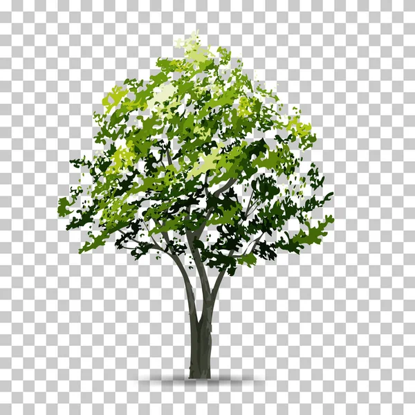 Tree Isolated Transparent Background Soft Shadow Use Landscape Design Park — Stock Vector