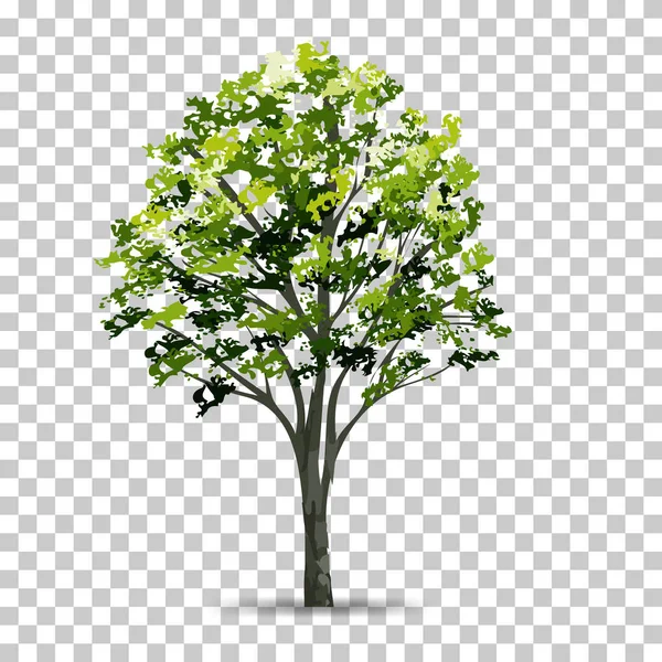Дерево Ізольоване Прозорому Фоні Якою Тінь Використовувати Ландшафтного Дизайну Ідея — стоковий вектор