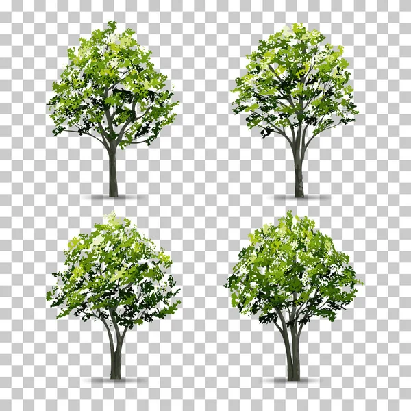 Koleksi Pohon Diisolasi Pada Latar Belakang Transparan Dengan Bayangan Lembut - Stok Vektor