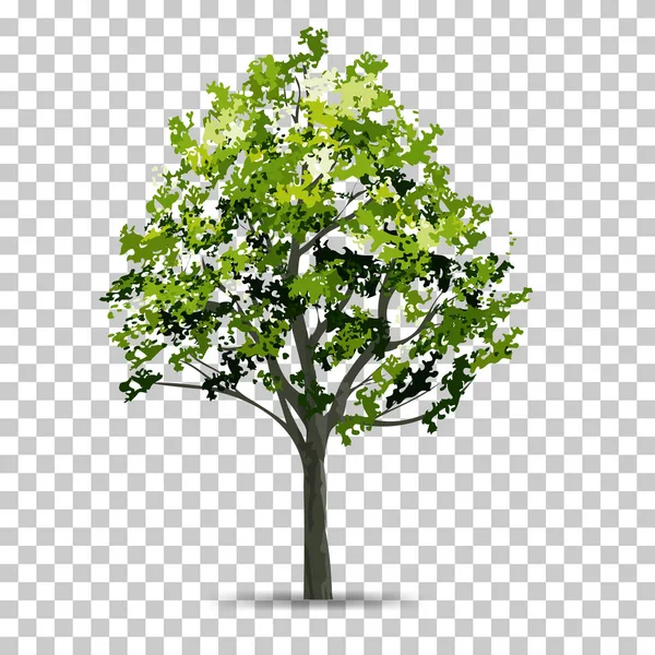 Şeffaf Arka Plan Ile Yumuşak Gölge Izole Ağaç Peyzaj Tasarımı — Stok Vektör