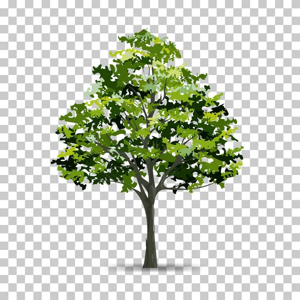 Δέντρο Που Απομονώνονται Διαφανές Φόντο Απαλή Σκιά Χρήση Για Σχέδιο — Διανυσματικό Αρχείο