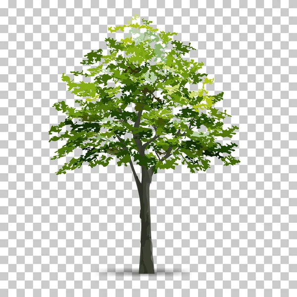 Tree Isolated Transparent Background Soft Shadow Use Landscape Design Park — Stock Vector