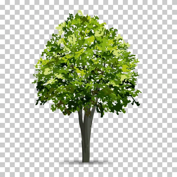 Baum Isoliert Auf Transparentem Hintergrund Mit Weichem Schatten Einsatz Für — Stockvektor