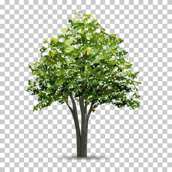 Pohon Terisolasi Pada Latar Belakang Transparan Dengan Bayangan Lembut Gunakan - Stok Vektor