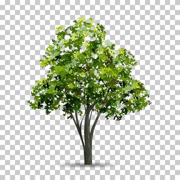 Arbre Isolé Sur Fond Transparent Avec Ombre Douce Utilisez Pour — Image vectorielle