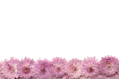 Pembe çiçek arka plan üzerinde beyaz izole. Soyut çiçek açan çiçekler.