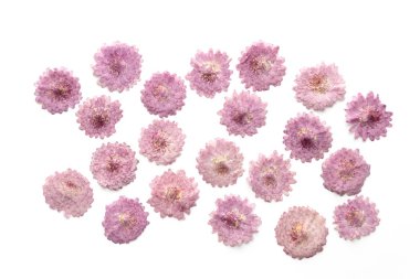 Soyut pembe çiçek arka plan üzerinde beyaz izole. Çiçek açan çiçekler.