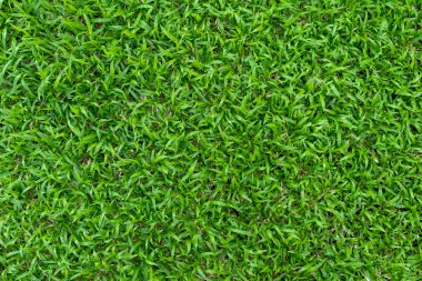 Arka plan için yeşil çimen dokusu. Yeşil çimen deseni ve doku arkaplanı. Yakın plan..