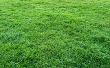 Yeşil çim alanın arka plan. Yeşil çim desen ve doku. Yeşil çim arka plan.