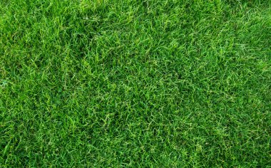 Arka plan için yeşil çimen dokusu. Yeşil çimen deseni ve doku arkaplanı. Yakın plan..