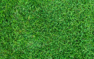 Arka plan için yeşil çimen dokusu. Yeşil çimen deseni ve doku arkaplanı. Yakın plan..