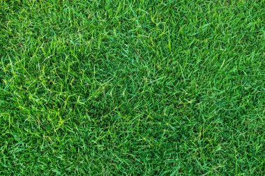 Arka plan için yeşil çimen dokusu. Yeşil çimen deseni ve doku arkaplanı. Yakın plan..