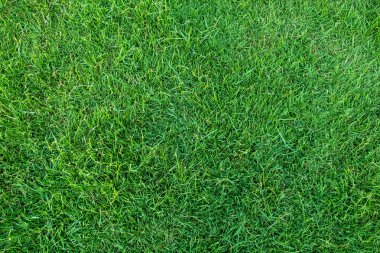 Arka plan için yeşil çimen dokusu. Yeşil çimen deseni ve doku arkaplanı. Yakın plan..