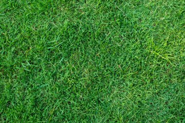 Arka plan için yeşil çimen dokusu. Yeşil çimen deseni ve doku arkaplanı. Yakın plan..