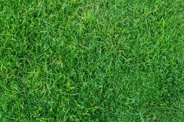 Arka plan için yeşil çimen dokusu. Yeşil çimen deseni ve doku arkaplanı. Yakın plan..