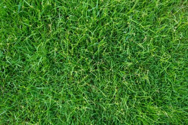 Arka plan için yeşil çimen dokusu. Yeşil çimen deseni ve doku arkaplanı. Yakın plan..