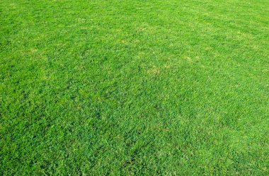 Yeşil çim alanın arka plan. Yeşil çim desen ve doku. Yeşil çim arka plan.