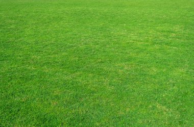 Yeşil çim alanın arka plan. Yeşil çim desen ve doku. Yeşil çim arka plan.