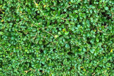 Yaprakları duvar arka plan yeşil çit.