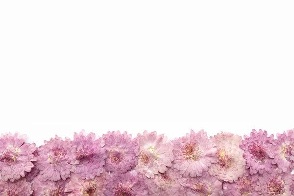 Рожевий Квітковий Фон Ізольований Білому Абстрактні Квітучі Квіти — стокове фото