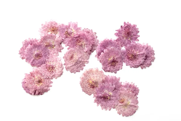 Astratto Sfondo Rosa Fiore Isolato Bianco Fiori Fiore — Foto Stock
